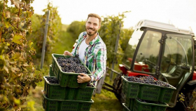 На Кубани поставили исторический рекорд по производству винограда